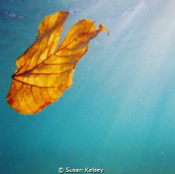 Captured under Lake Michigan, the cycle of life. by Susan Kelsey 